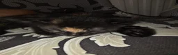 Mixed Breed cats for sale: Beautiful kittens looking for forever home - Advert 31