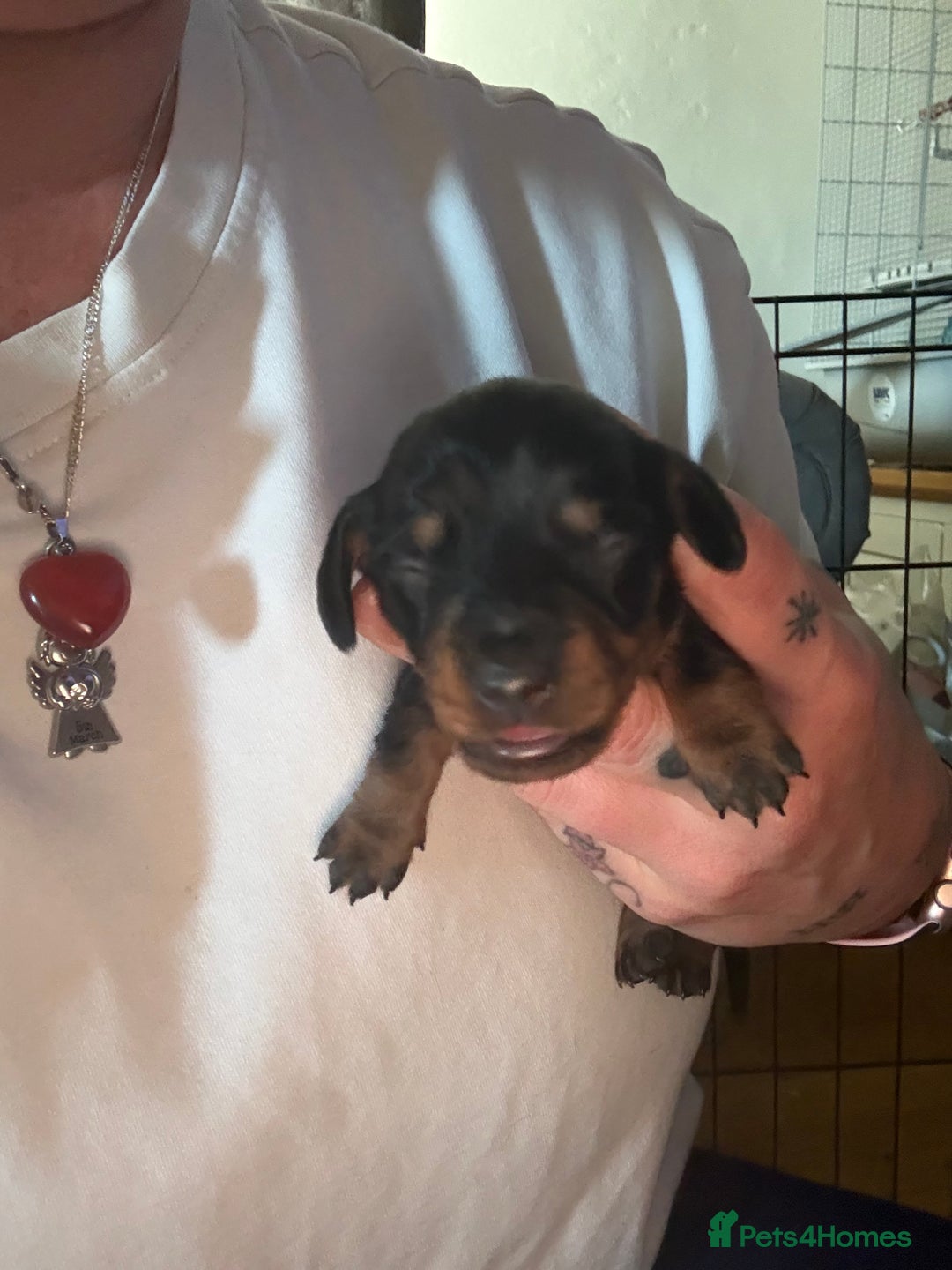 Miniature Dachshund dogs for sale: Black and brown miniature dachshund  - Image 4