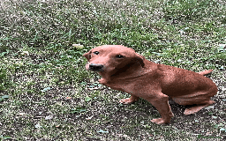 Labrador Retriever dogs for sale: Lovely litter of 7 fox red KC reg labrador puppies - Image 7