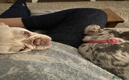French Bulldog dogs for sale: Merle French bulldog - Image 7
