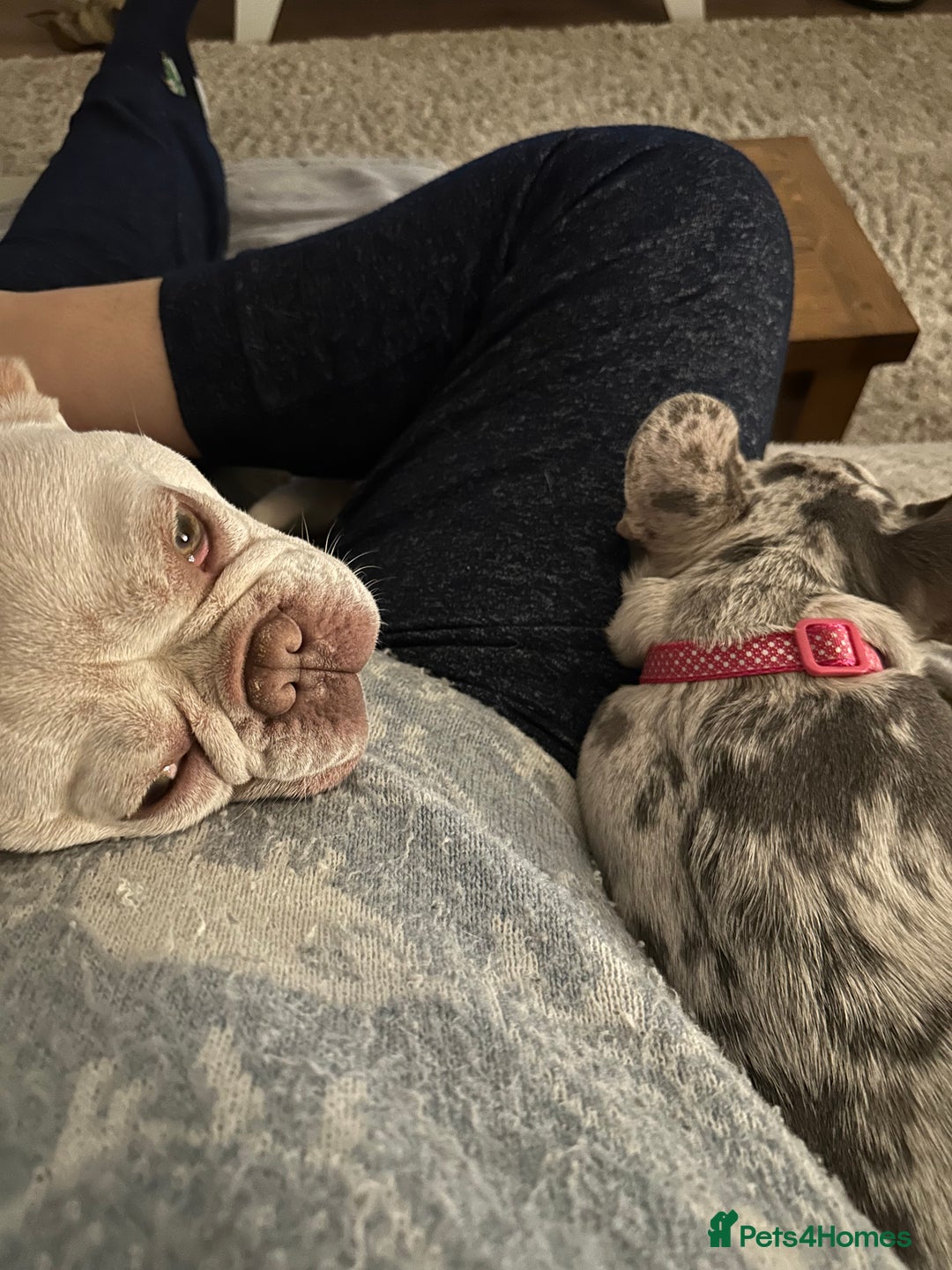 French Bulldog dogs for sale: Merle French bulldog - Image 7