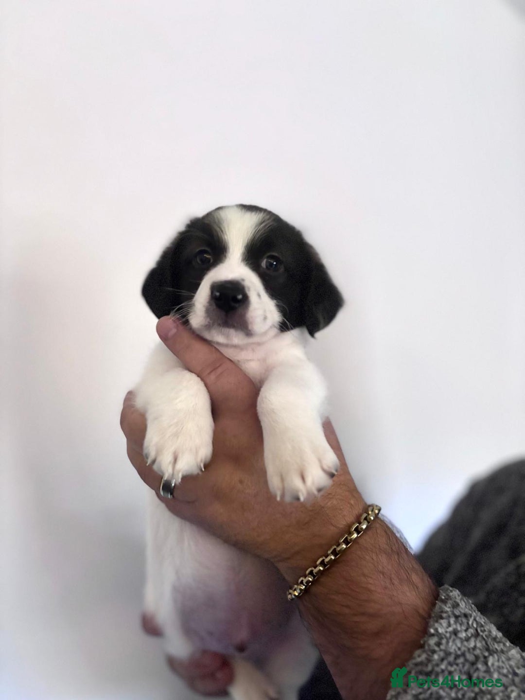 Mixed Breed dogs for sale: 3 beautiful Bichon Maltese mixed breed pups - Advert 6