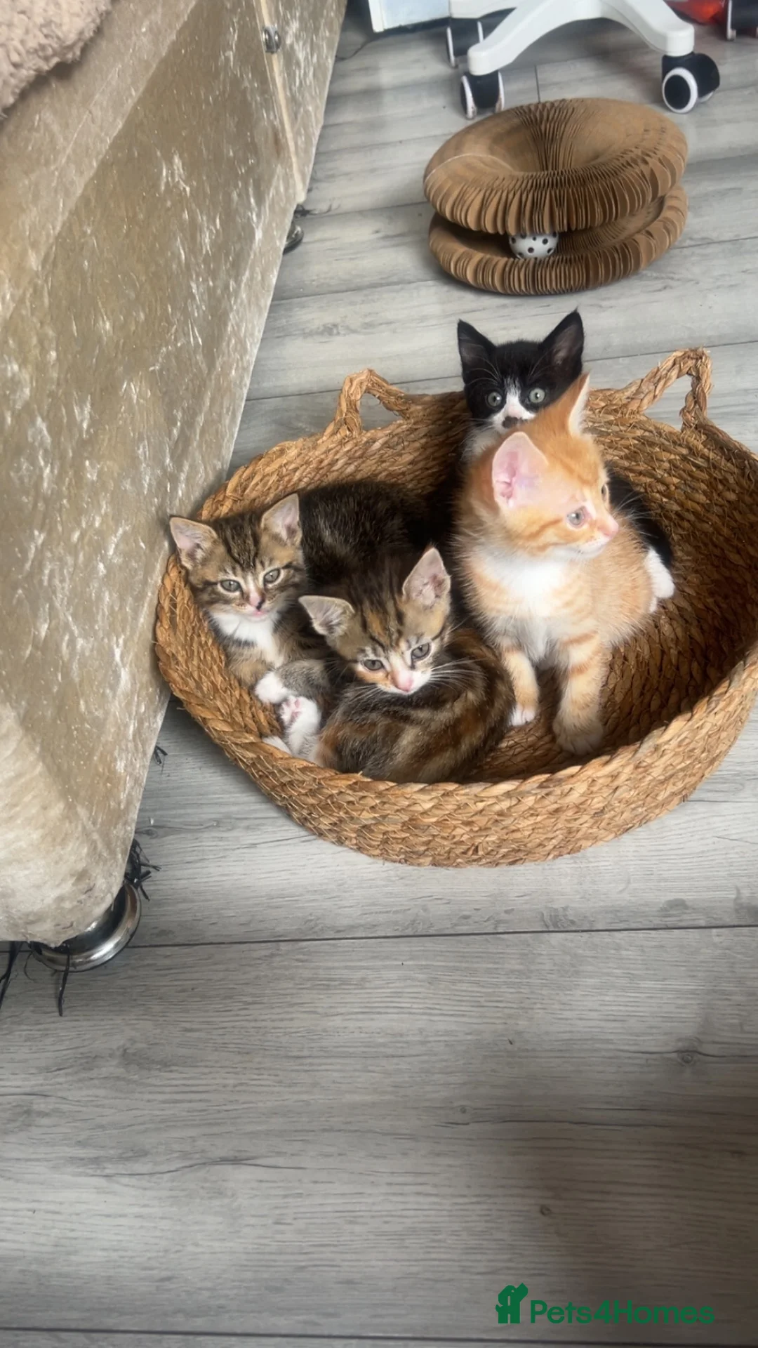 Mixed Breed cats for sale: 4 Kittens  in Carlisle - Advert 1