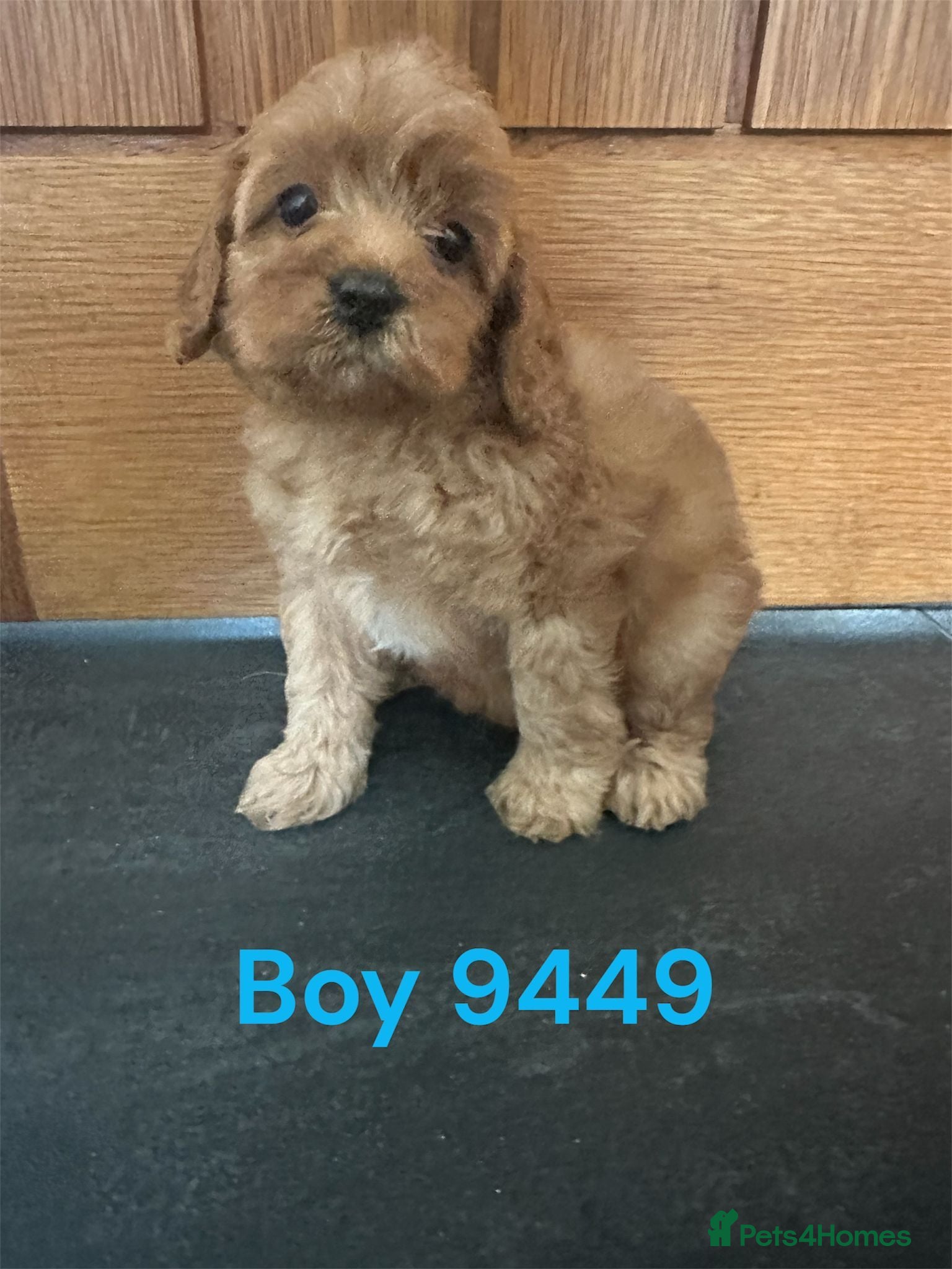 Cavapoo dogs Cavapoo pups F1 reds parent's DNA TESTED  - Advert 4