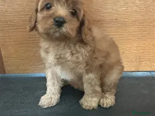 Cavapoo dogs Cavapoo pups F1 reds parent's DNA TESTED - Advert 4