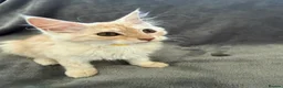 Maine Coon cats for sale: Maine Coon 3/4 Cross Kittens  - Advert 21