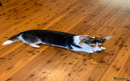 Welsh Corgi Pembroke dogs for sale: pembroke corgi puppy  - Image 4