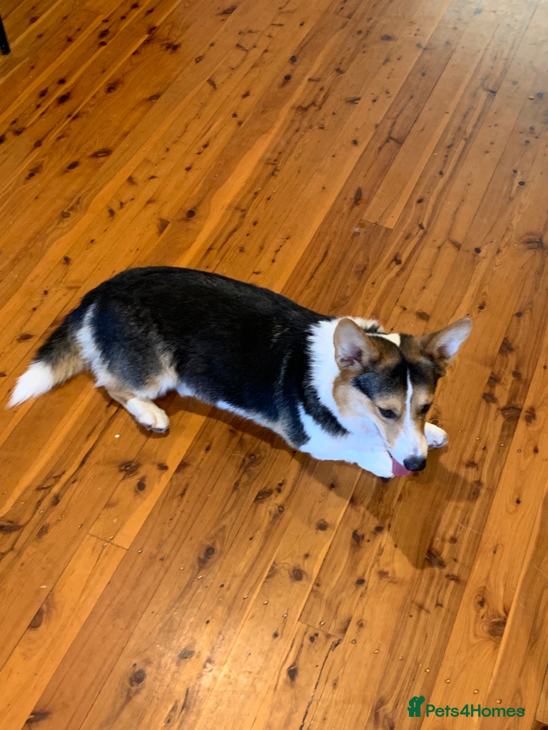 Welsh Corgi Pembroke dogs for sale: pembroke corgi puppy  - Image 4