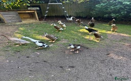Ducks poultry for sale: Runner Ducks  - Image 8