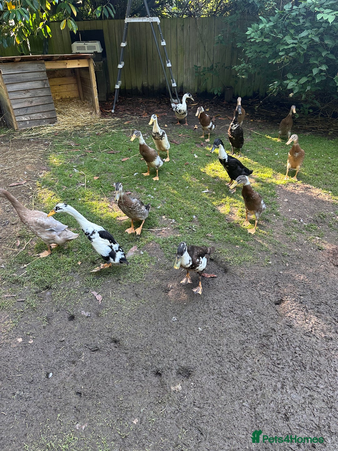 Ducks poultry for sale: Runner Ducks  - Image 8