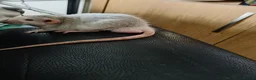 Rat rodents for sale: Baby rats! Mixed sexes and colours in Sheffield - Advert 4