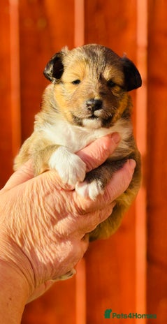 Shetland Sheepdog dogs - Advert 3