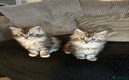 Maine Coon cats for sale: Beautiful female Maine coon ready 15/12/2025 - Image 12