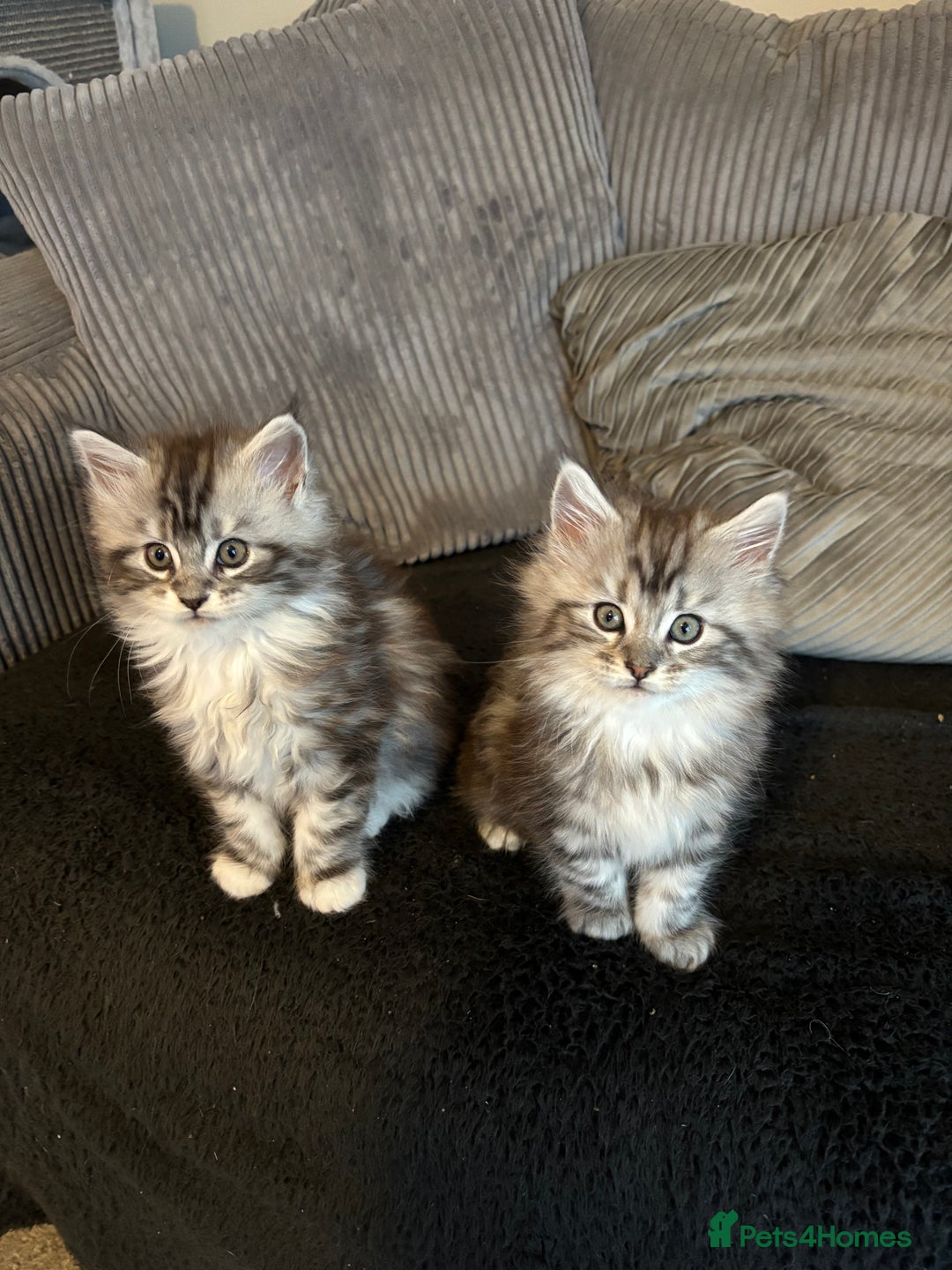 Maine Coon cats for sale: Beautiful female Maine coon ready 15/12/2025 - Image 12
