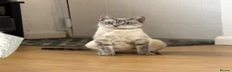 Mixed Breed cats for sale: Adorable Kittens! - Advert 2