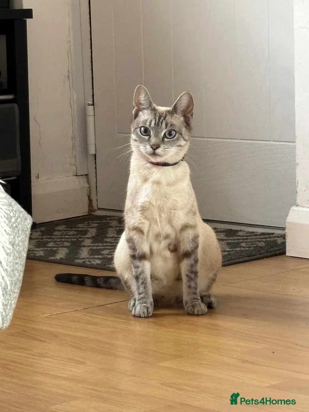 Mixed Breed cats for sale: Adorable Kittens! - Advert 2