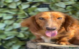 Dachshund dogs for sale: 2 beautiful male dachshund adult dogs for sale  - Image 2