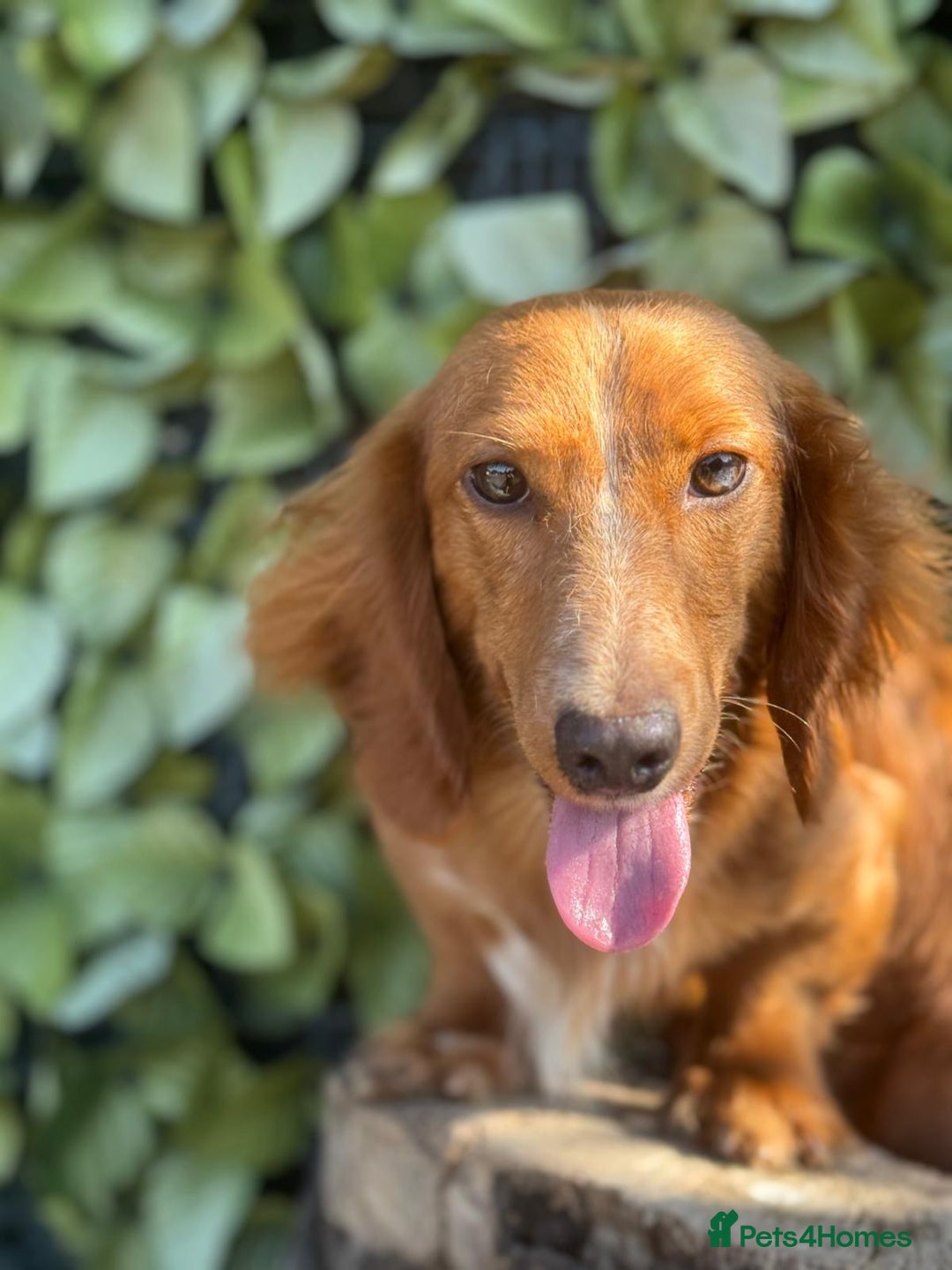 Dachshund dogs for sale: 2 beautiful male dachshund adult dogs for sale  - Image 2