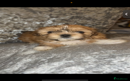 Shih Tzu dogs for sale: Shih tzu puppies - Image 4