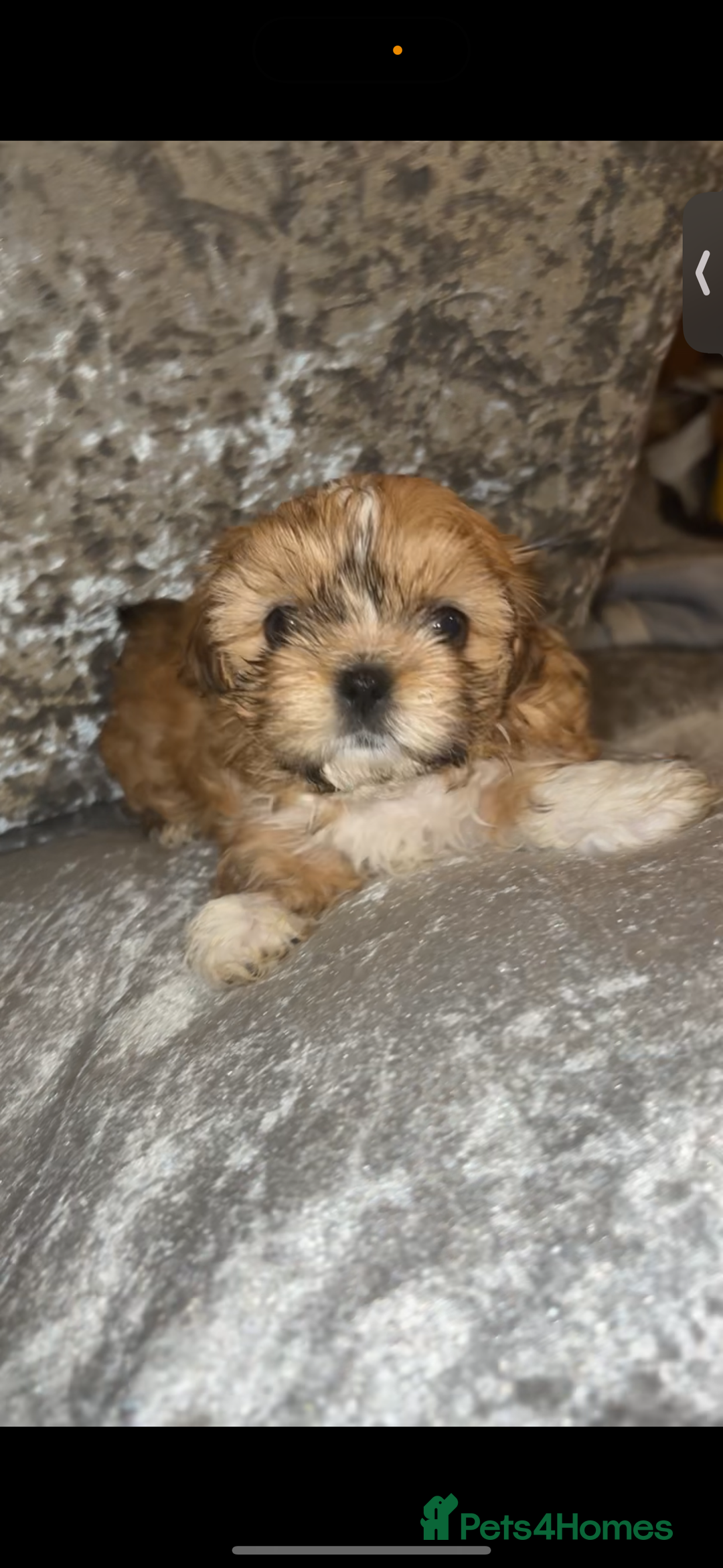 Shih Tzu dogs for sale: Shih tzu puppies - Image 4