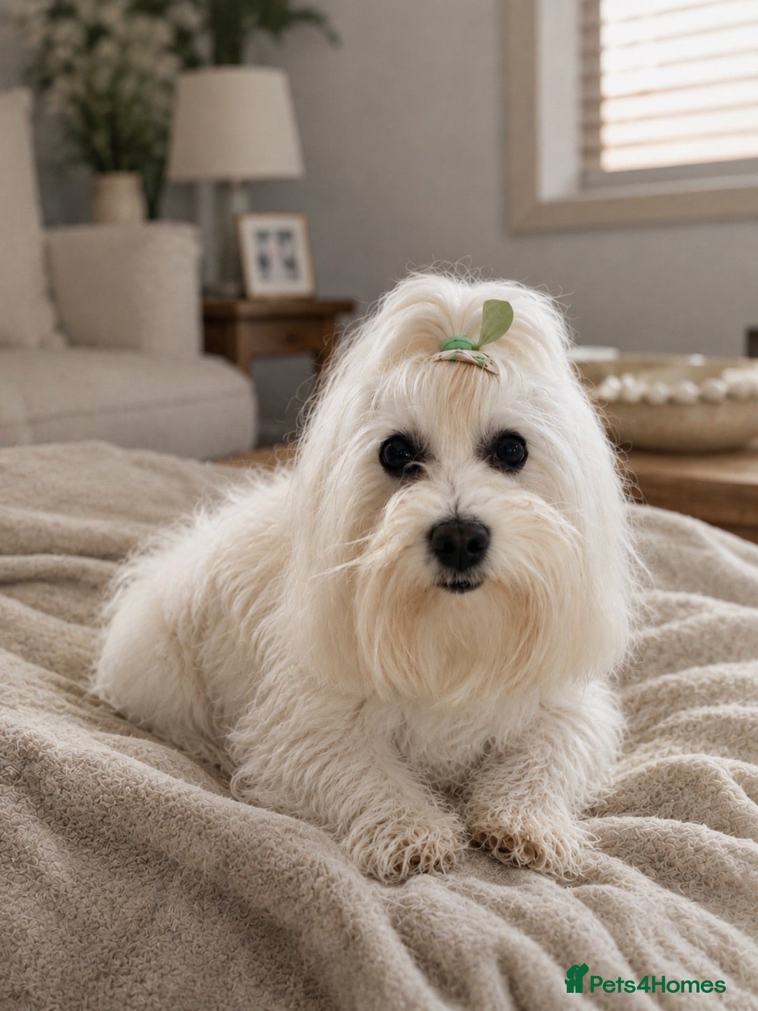 Maltese dogs 🐬 Beautiful Korean Maltese Stud 🐬 - Advert 2