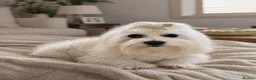 Maltese dogs for stud: 🐬 Beautiful Korean Maltese Stud 🐬 - Advert 1