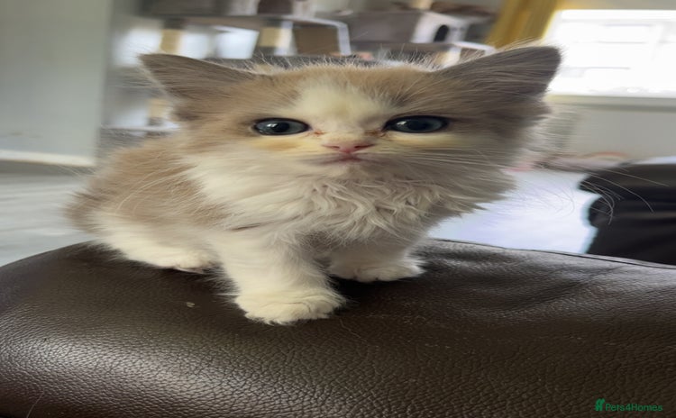 Ragdoll cats - Advert 10