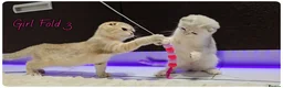 Scottish Fold cats for sale: Scottish Fold Kittens - Advert 14
