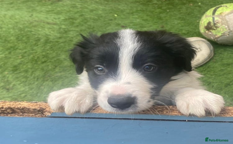 Border Collie dogs - Advert 3