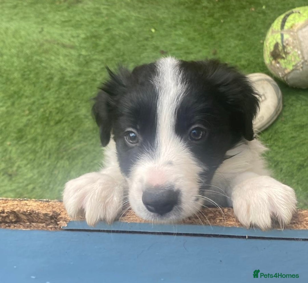 Border Collie dogs for sale: Border collie  - Image 1