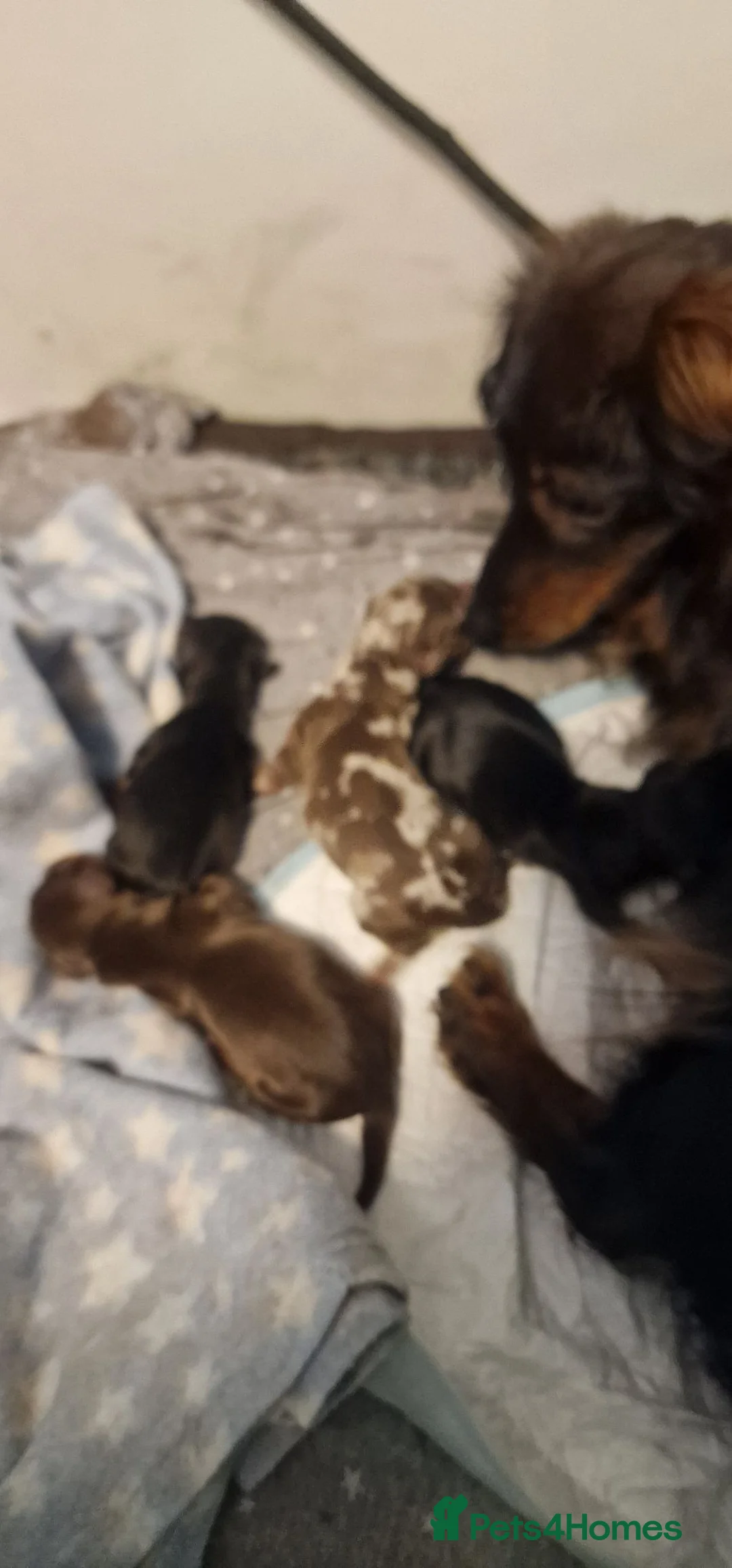 Miniature Dachshund dogs for sale: Miniature Dachshund Fluffy & Smooth  - Advert 2