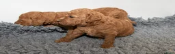 Mini Goldendoodle dogs for sale: Mini Goldendoodle Waiting List  - Advert 3