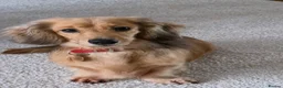 Miniature Dachshund dogs for sale: Rehoming miniature wire girls - Advert 3