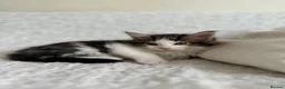 Maine Coon cats for sale: GORGEOUS MAINE COON KITTENS - Advert 14