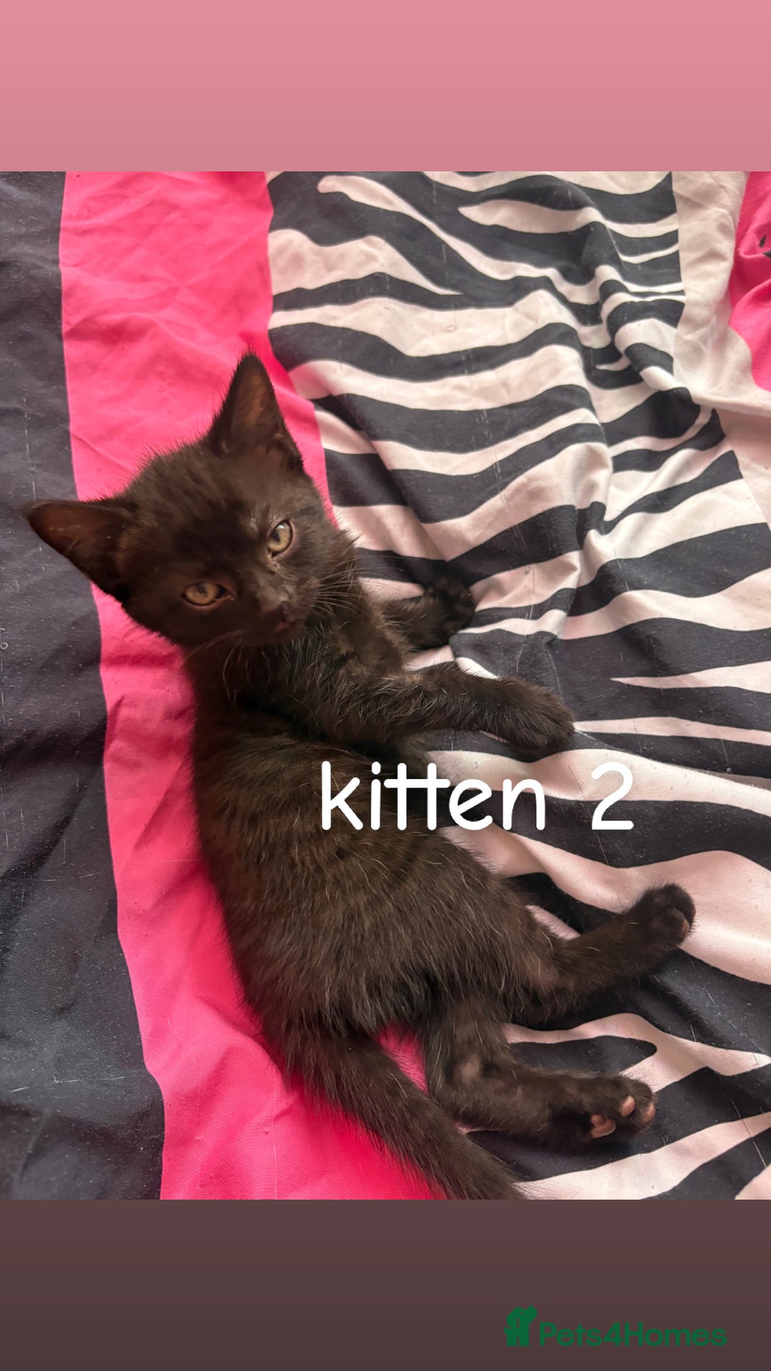 British Shorthair cats for sale: 2 British shorthair 1 British longhair kittens - Image 4
