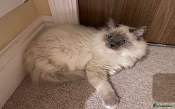 Ragdoll cats for sale: 3 Year Old Beautiful Female Ragdoll  - Image 17