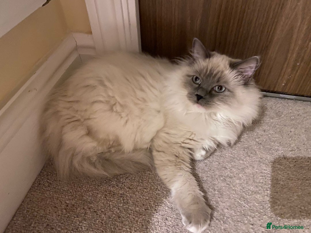 Ragdoll cats for sale: 3 Year Old Beautiful Female Ragdoll  - Image 17