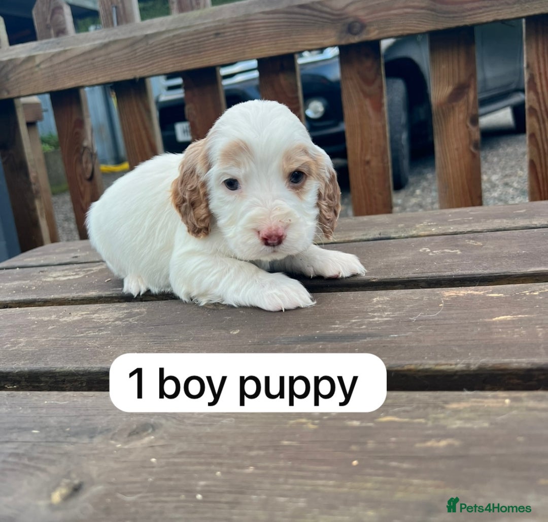 Cockapoo dogs for sale: Cockapoo puppy’s  - Advert 1