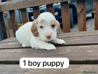 Cockapoo dogs Cockapoo puppy’s - Advert 15