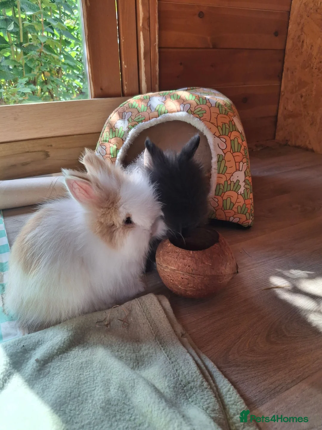 Lionhead rabbits for sale: Purebred Lionheads for sale - Advert 2
