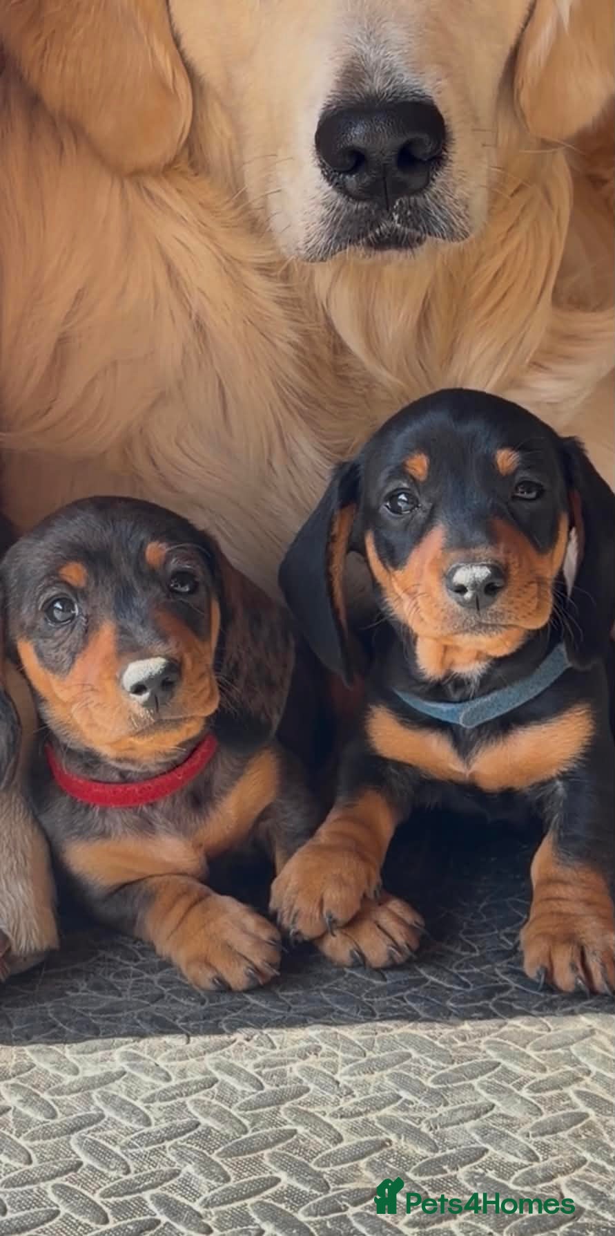 Miniature Dachshund dogs Stunning KC Registered Miniature Dachshund Puppies - Advert 1