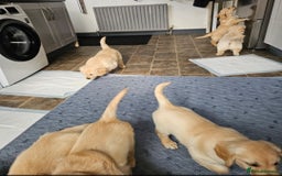 Golden Retriever dogs for sale: Ready to leave KC registered golden retriever - Image 38