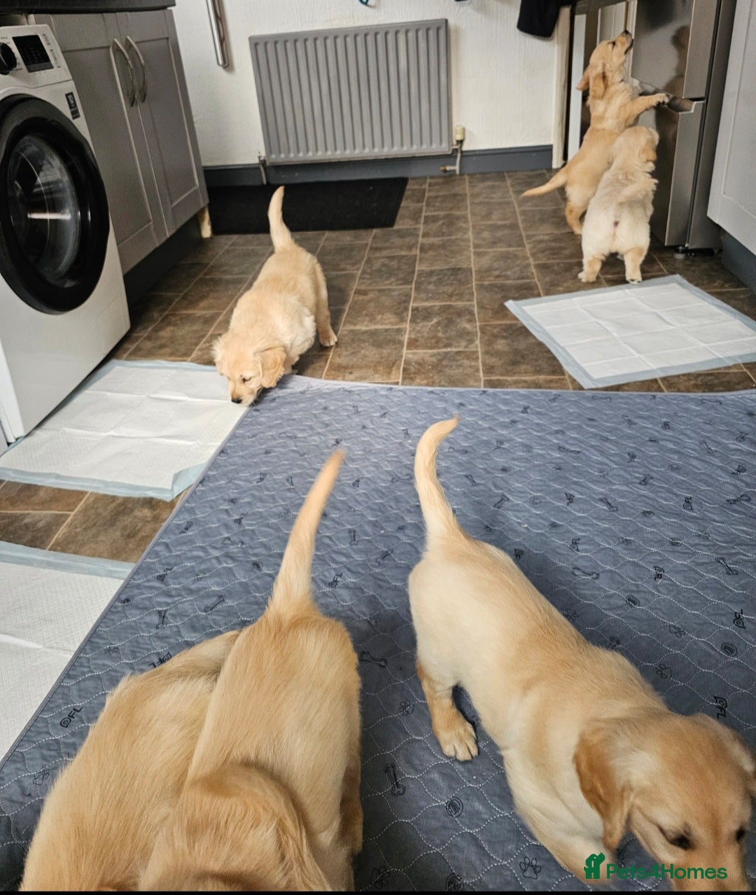 Golden Retriever dogs for sale: Ready to leave KC registered golden retriever - Image 38