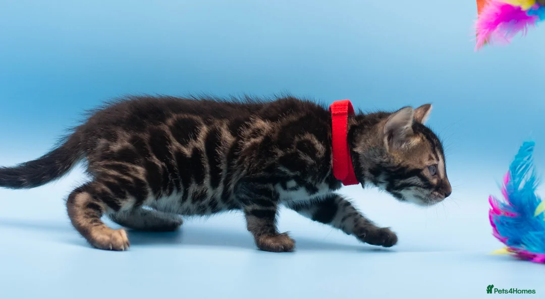 Bengal cats for sale: TICA Registered Bengal Kittens – Truly Magnificent - Advert 16