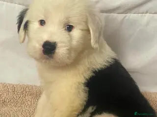 Old English Sheepdog dogs Old English x St Bernard SCOTLAND - Advert 2