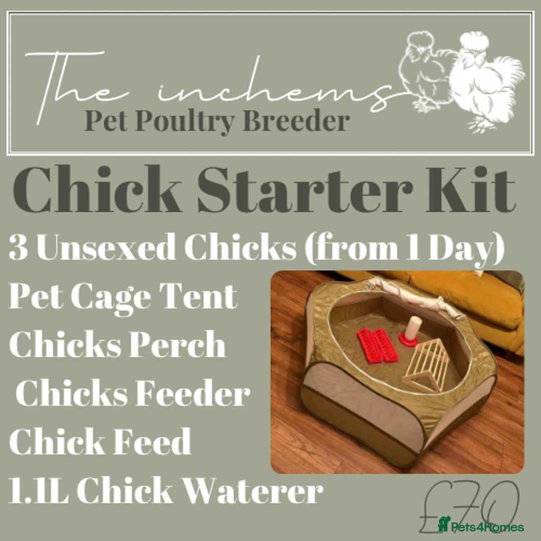 Chickens poultry for sale: Silkie & Poultry Chick Starter Bundles - Advert 3