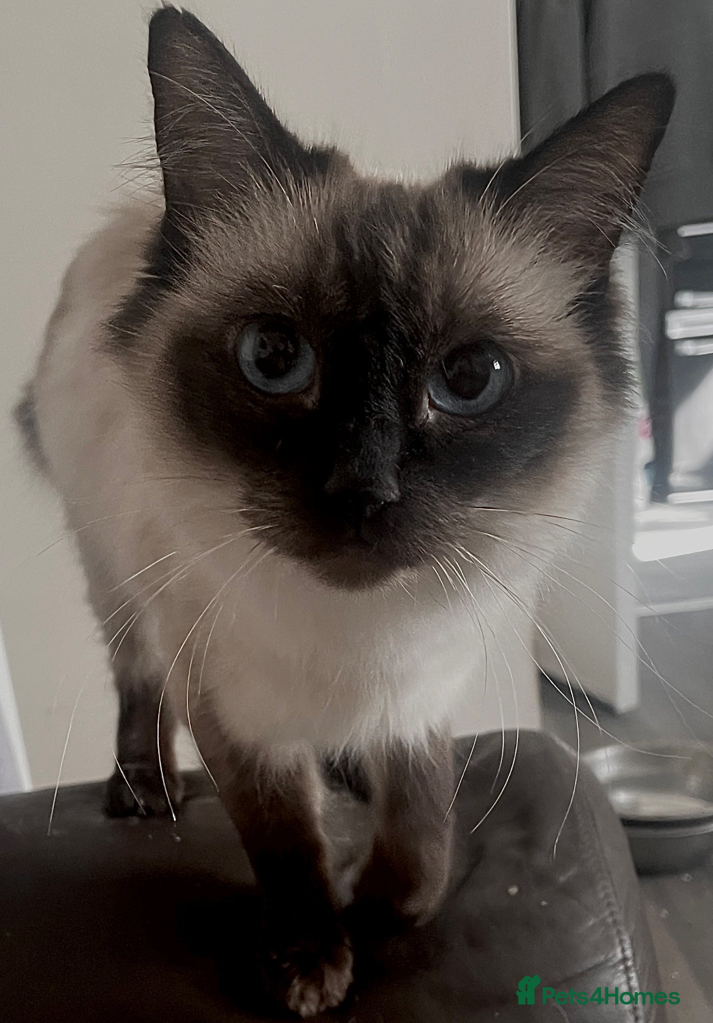 Ragdoll cats RAGDOLL FEMALE…FOR SALE. - Advert 2