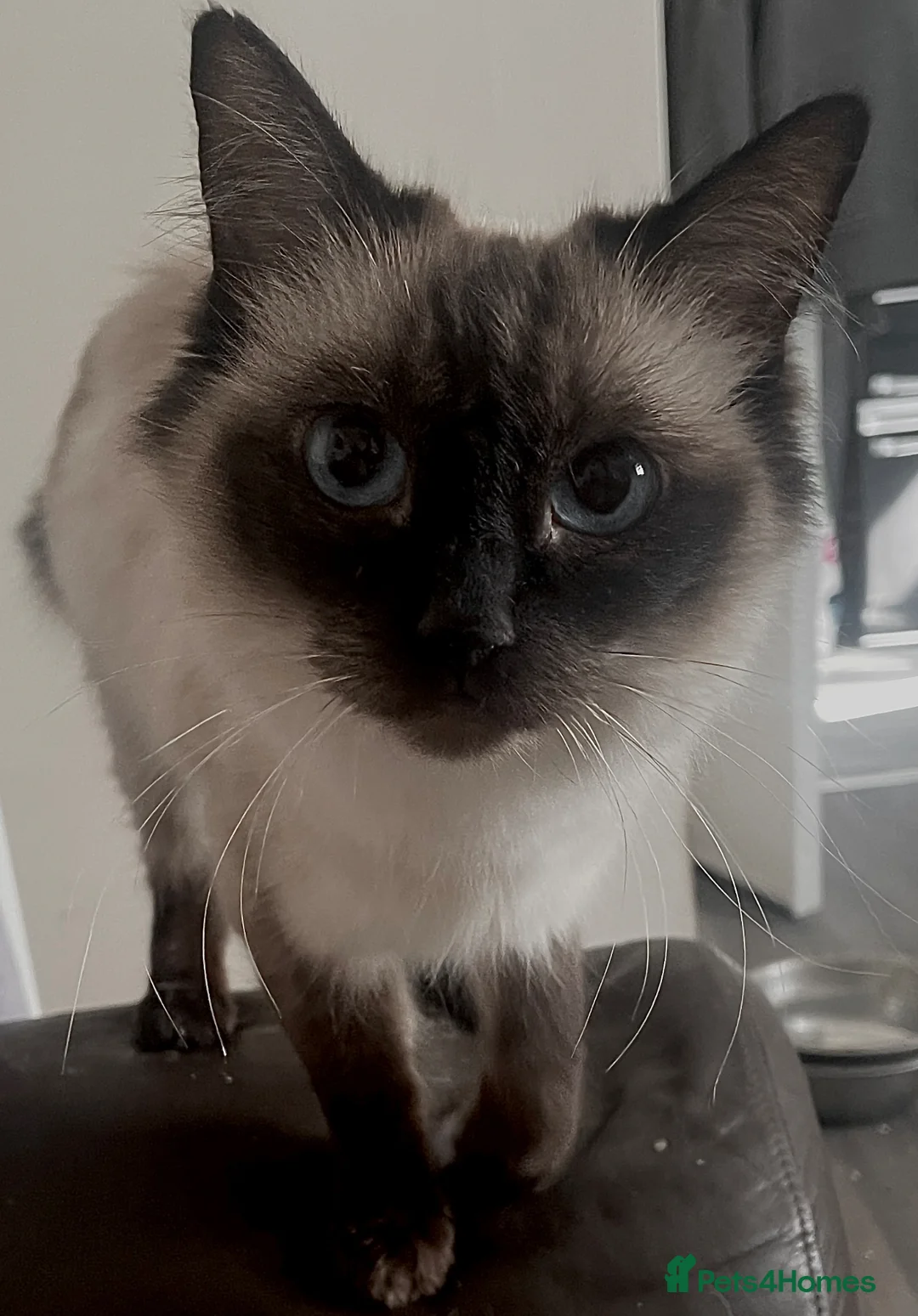 Ragdoll cats for sale: RAGDOLL FEMALE…FOR SALE. - Advert 1