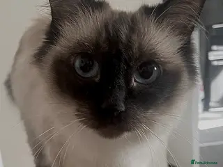 Ragdoll cats RAGDOLL FEMALE…FOR SALE. - Advert 2