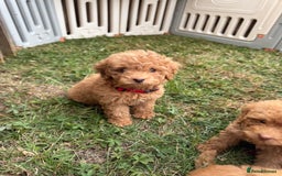 Cavapoo dogs for sale: ⭐️ Stunning ⭐️ F1b Cavapoos ⭐️ Ready Thursday ⭐️ - Image 17